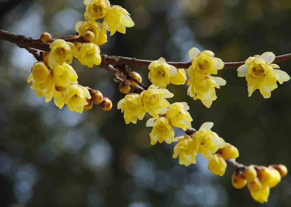 蠟梅0.jpg 蠟梅0.jpg