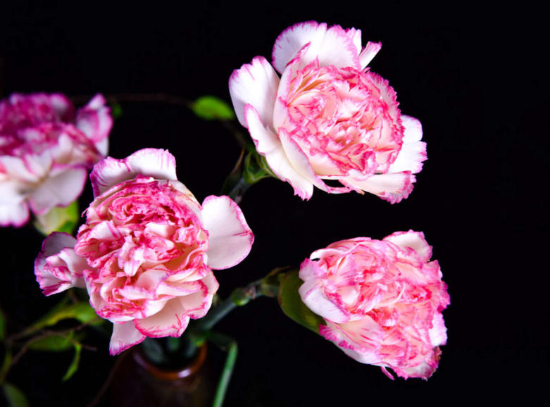 康乃??1.jpg 康乃??1.jpg